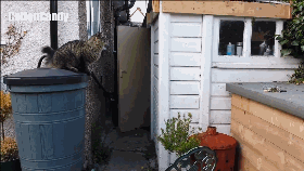 那些可爱的猫咪失败集锦--喵喵喵?怎么跳不过去?